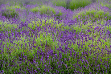 Fototapeta na wymiar Bremerton, Washington State, lavender garden