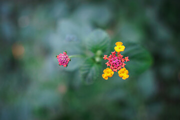 Yellow Orange and Red West Indian Lantana or Lantana camara (common lantana) Flowers