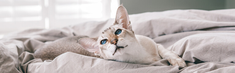  Blue-eyed oriental breed cat lying resting on bed at home looking away. Fluffy hairy domestic pet...