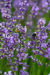 Obraz premium Sequim, Washington State, lavender and bees