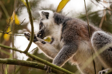 lemur on tree