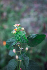 Yellow Orange and Red West Indian Lantana or Lantana camara (common lantana) Flowers