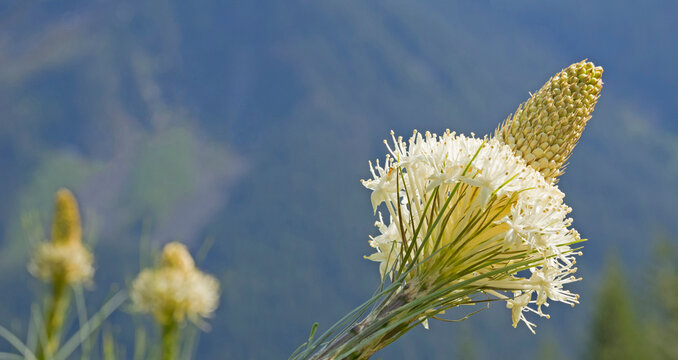 USA, Washington State. Mount Baker Snoqualmie National Forest, Beargrass