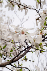 Magnolia flowers. Full blooming bud. Charming bloom. Floral backdrop. Botanical garden concept. Aroma and fragrance. Spring season. Botany and gardening. Branch of magnolia.