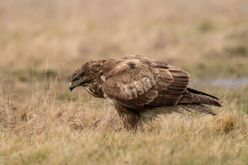 common buzzard standing alone