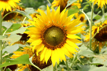 Sunflower was a common crop among American Indian tribes throughout North America. Evidence suggests that the plant was cultivated by American Indians in present-day Arizona and New Mexico about 3000 