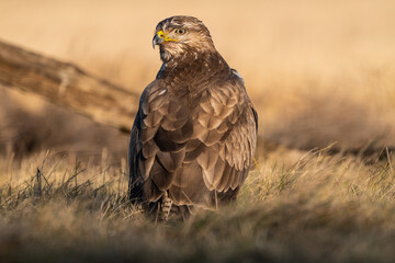 common buzzard standing alone