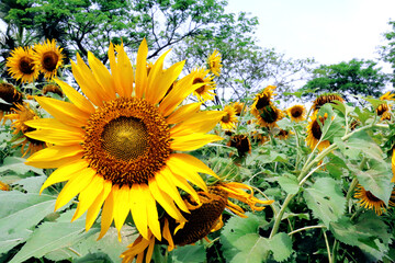 Sunflower was a common crop among American Indian tribes throughout North America. Evidence suggests that the plant was cultivated by American Indians in present-day Arizona and New Mexico about 3000 