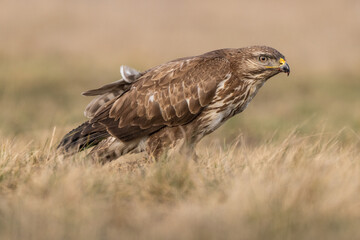 common buzzard standing alone