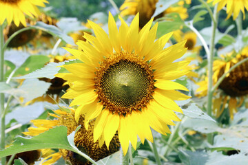 Sunflower was a common crop among American Indian tribes throughout North America. Evidence suggests that the plant was cultivated by American Indians in present-day Arizona and New Mexico about 3000 