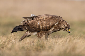 common buzzard standing alone