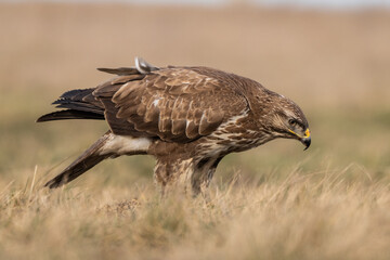 common buzzard standing alone