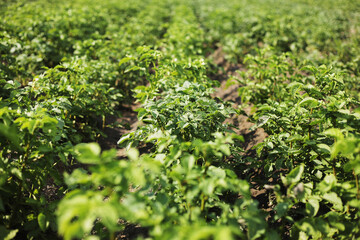 Young potato plant growing on the soil.Potato bush in the garden.Healthy young potato plant in organic garden. Organic farming. Field of green potato bushes. selective focus. cope space
