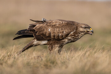 common buzzard standing alone