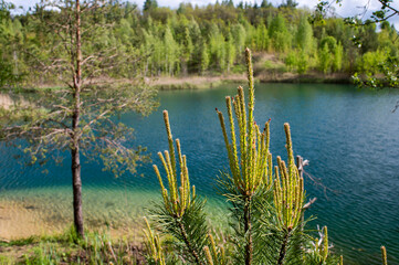 Blooming pine buds on the background of the lake on a clear summer day. Background