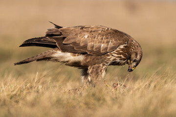common buzzard standing alone