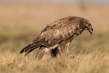 common buzzard standing alone