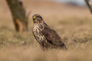 common buzzard standing alone