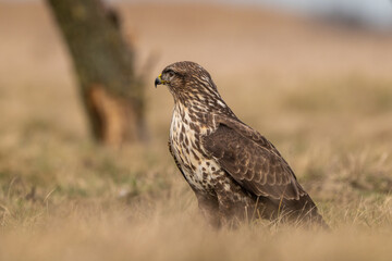 common buzzard standing alone