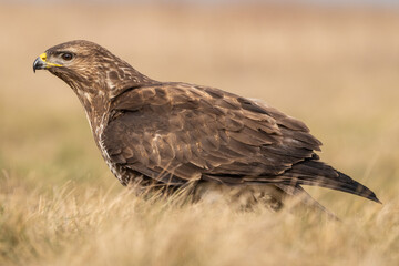 common buzzard standing alone