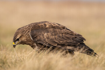 common buzzard standing alone