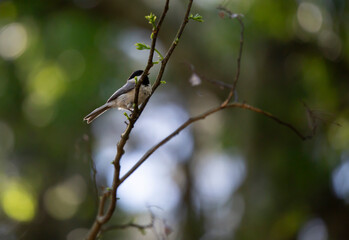 Black-Capped Chickadee