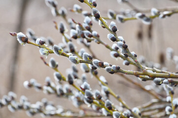 Willow (Salix caprea) branches before flowering