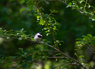 Black-Capped Chickadee