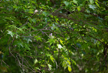 Black-Capped Chickadee