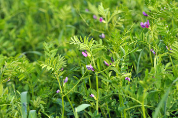 Vetch (Vicia sativa) grows in the field