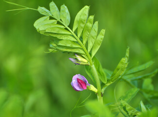 Vetch (Vicia sativa) grows in the field