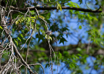 Black-Capped Chickadee