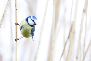 Blaumeise im Winter