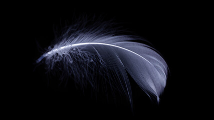 Feather close up. Nature abstract bird feather texture isolated isolated on black background in macro photography, soft focus. Fashion color trends spring summer.