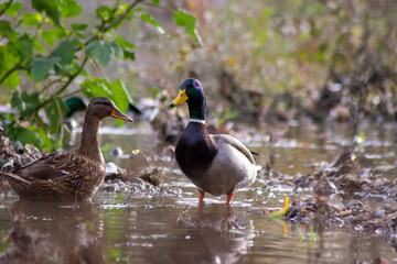 Primer plano de un pato con un brote en la boca comiendo. 