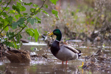 Primer plano de un pato con un brote en la boca comiendo. 