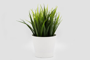 green plant in a white pot on a white background