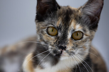 tricolor cat on a white background