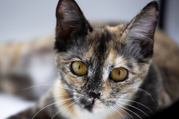 Obraz premium tricolor cat on a white background