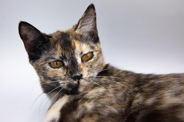 tricolor cat on a white background