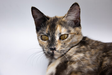 tricolor cat on a white background