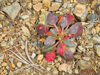 USA, Washington State. Alpine Lakes Wilderness, Stuart Range, Wild Buckwheat