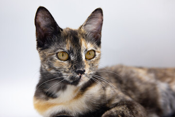 tricolor cat on a white background