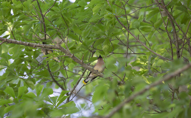 Obraz premium Cedar Waxwing Bird Foraging