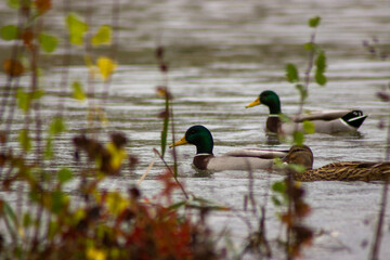 Tres patos nadando por un rio con una luz suave, se entreven algunas ramas de plantas que crecen cerca del rio