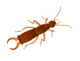 Top view of insect bug earwig cartoon animal design vector illustration isolated on white background