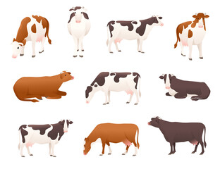 Set of dairy cattle simmental and ayrshire cow spotted domestic mammal animal cartoon design vector illustration on white background