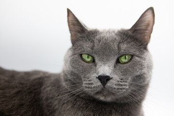 portrait of a gray fluffy cat on a white background