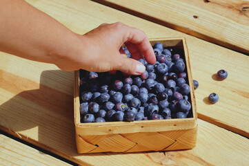 Highbush blueberry fruit collection. A female hand and a wooden container for fruit.