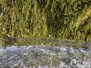 moss and ice. water flowing from the water.
